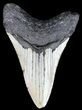Very Thick, Megalodon Tooth - North Carolina #54765-2